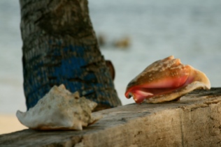 Conch shells Kuna Yala